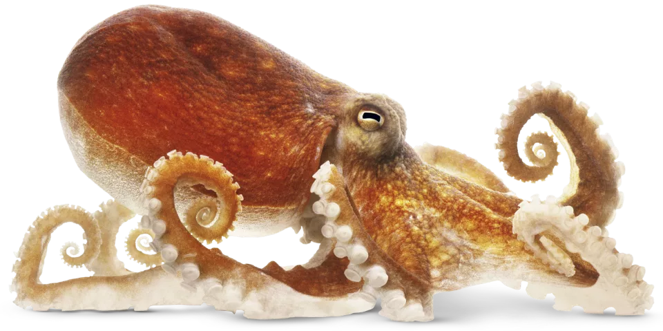 a transparent image of an octopus viewed from the side on top of a surface