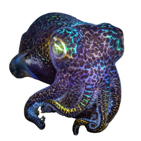 a large transparent image of a bobtail squid in the corner of the webpage.